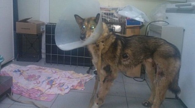 Живодеры привязали собаку к машине и протащили по дороге