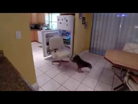 Собака воровака