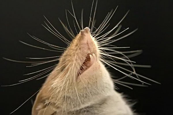 Иллюзия счастья или Стратегическая ошибка сапиенсов