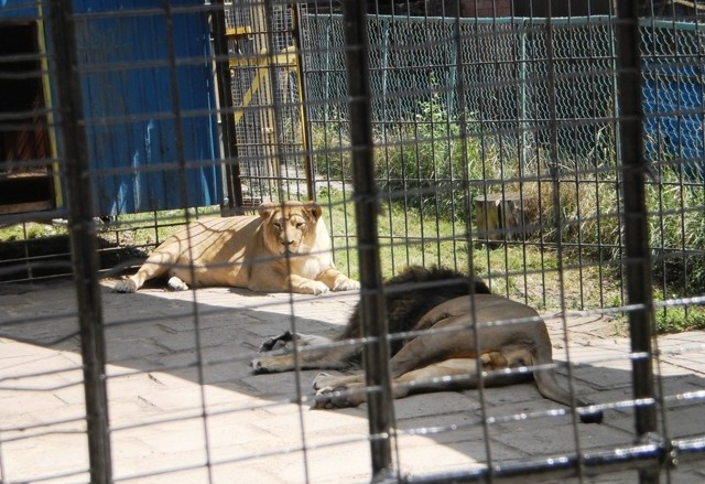 Зоопарк в Озерах