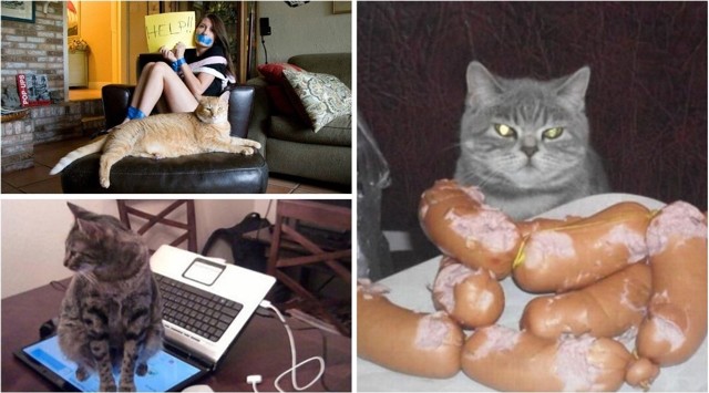 Когда кот в доме хозяин