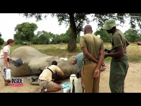 За помощью к людям обратился слон