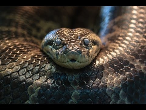 ИНТЕРЕСНЫЕ ФАКТЫ - АНАКОНДА