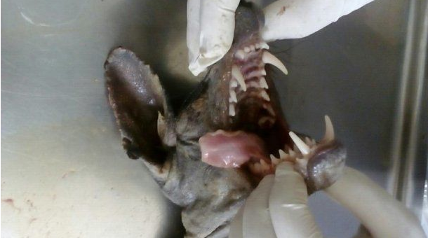 Про чупакабру