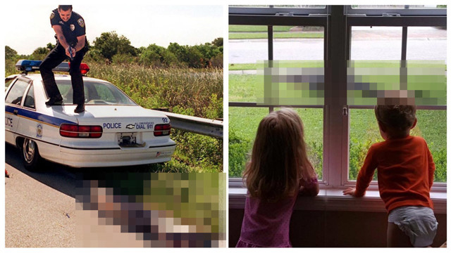 Как выглядят бродячие собаки во Флориде