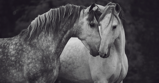 Лошади, которые дали девушке-фотографу силы жить