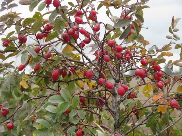 Лекарственные растения России