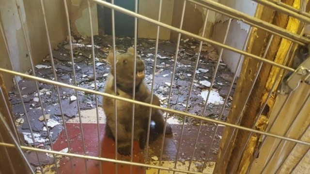 В Москве полицейские нашли медведя в гараже