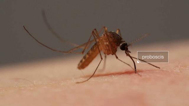 Для чего комарам нужны 6 иголок