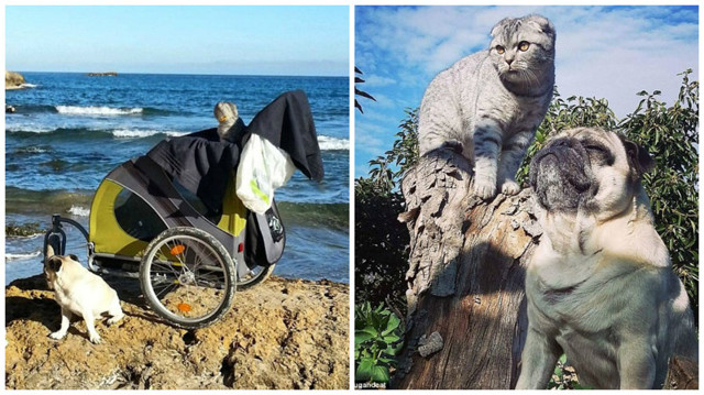 Неразлучная парочка: мопс и кот путешествуют по Испании