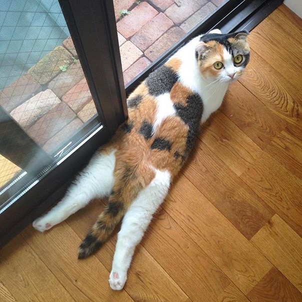 Котейкины дела