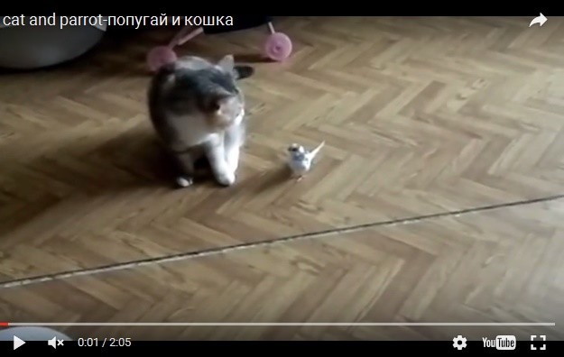 Попугай и кошка против лазерной указки