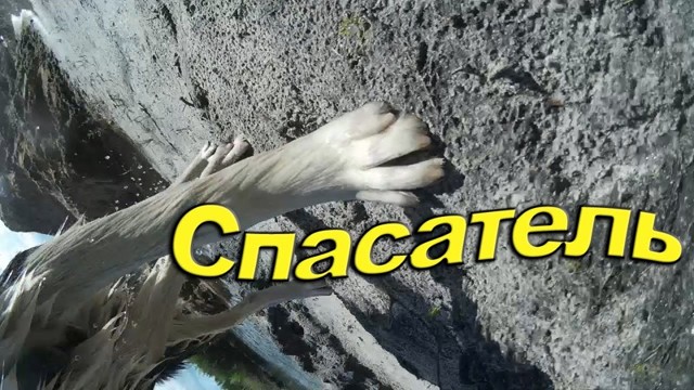 Камере не утонуть если есть верный друг Хаски Кай