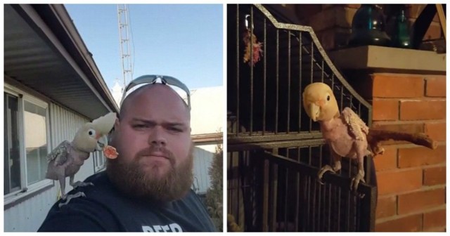Спасенный попугай задорно танцует на плечах своего нового хозяина и наслаждается жизнью