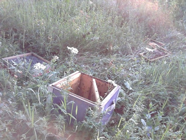 Гость на пасеке