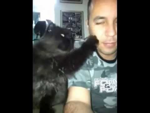 Когда кошка и человек действительно любят друг друга