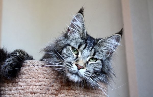 Красивые котики!