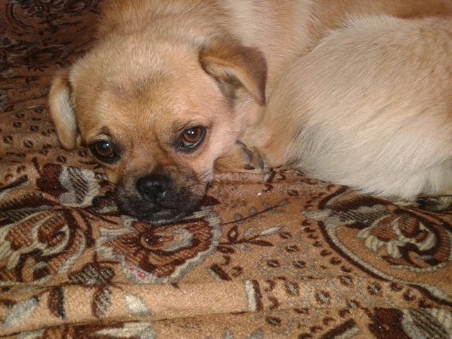 Вот такое прекрасное маленькое чудо с нами живет )