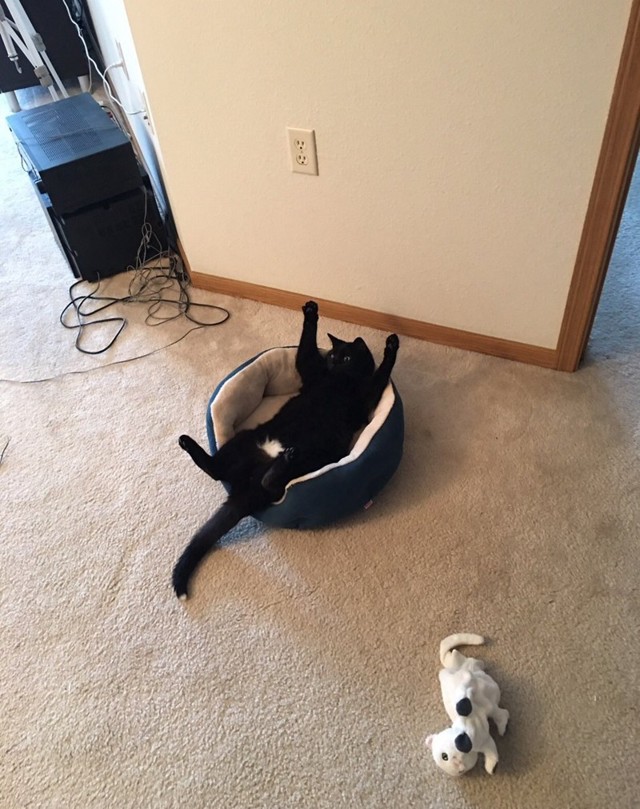 Кошачья мята