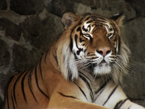 В Китае тигр убил посетительницу сафари-парка