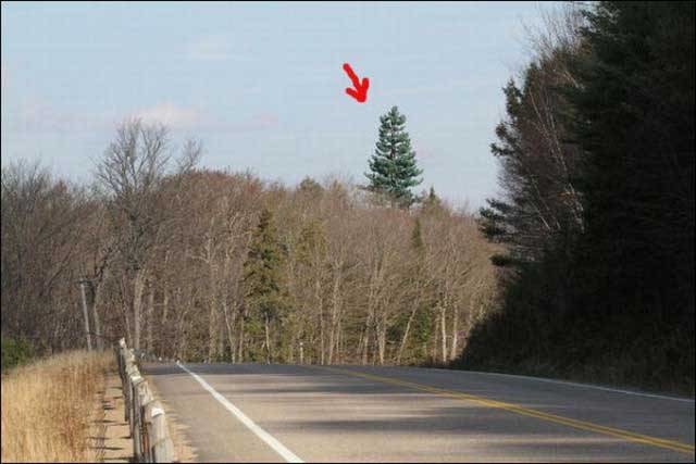 Вы думаете это дерево? Смотри внимательней!
