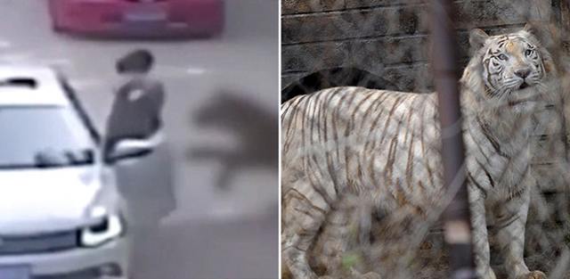 В Китае тигр загрыз посетительницу сафари-парка