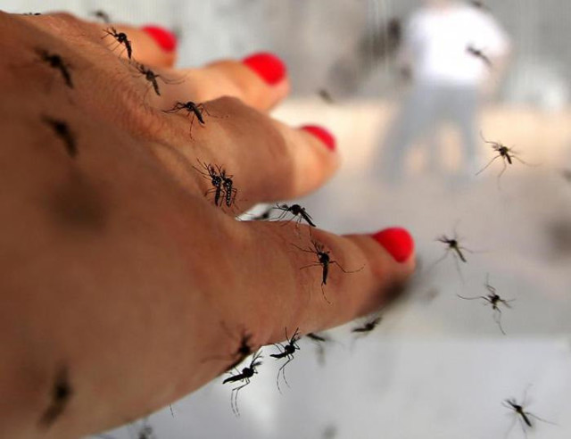 Почему некоторые люди притягивают к себе комаров?