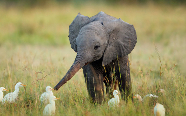 15 милых слонят, которые решили немного пошалить