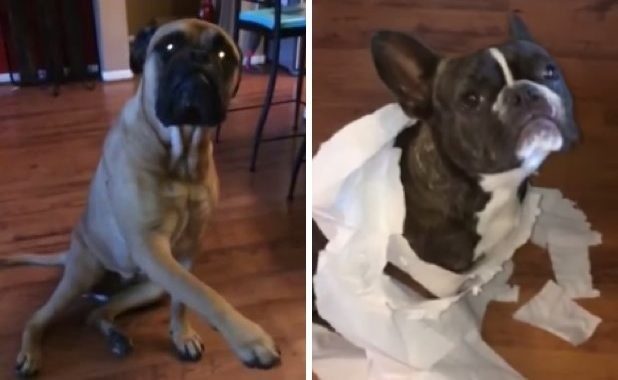 Пользователи сети посмеялись над псом-ябедой