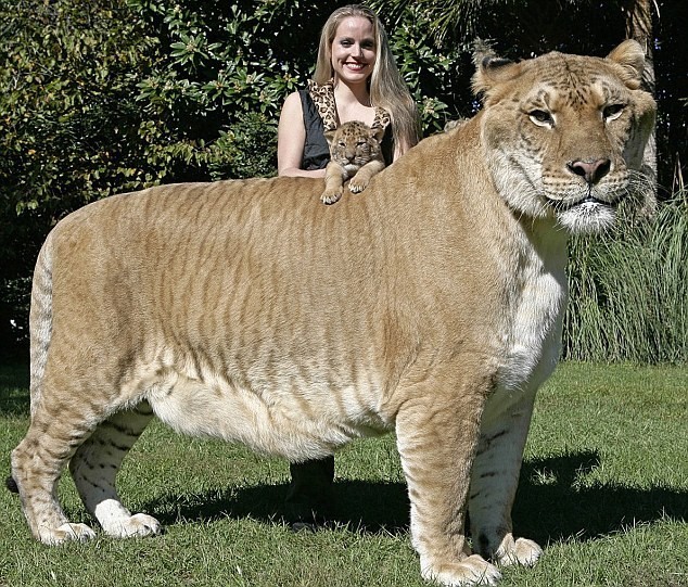Кошка лигр гибрид льва и тигрицы