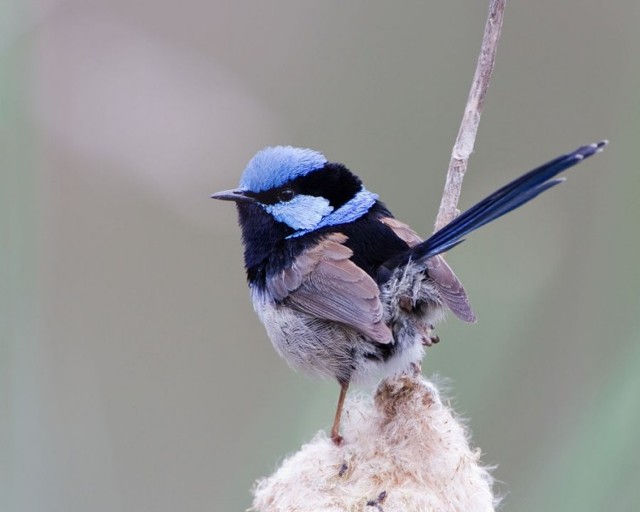 Расписной малюр (Malurus cyaneus)