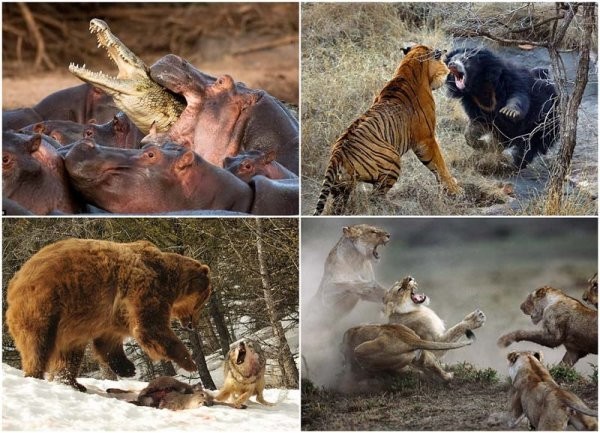 10 самых впечатляющих стычек диких животных
