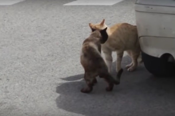 Кошачий бой