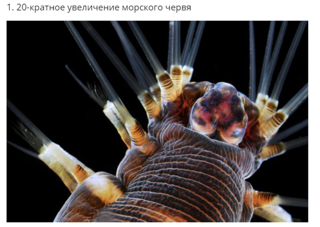 30+ фантастических снимков предметов и существ под микроскопом