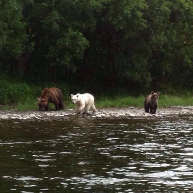 Уникального «белого» бурого медведя нашли на Камчатке