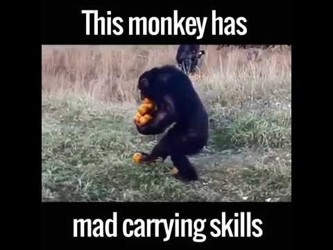 Ловкая бибизянка