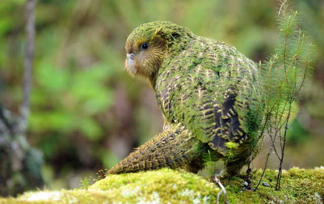 Какапо - нелетающий попугай из Новой Зеландии
