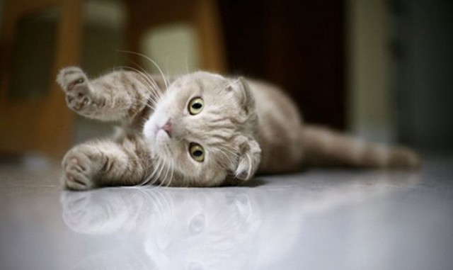 Пятничные котаны!