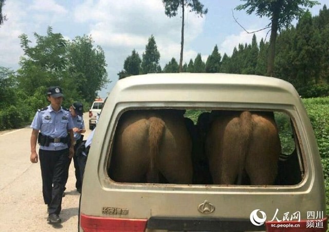 Полиция задержала микроавтобус с двумя коровами