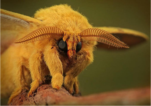 Удивительные животные