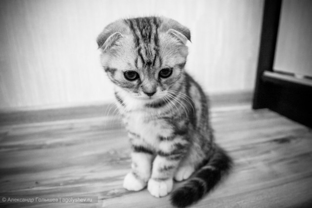 Котики-муркотики