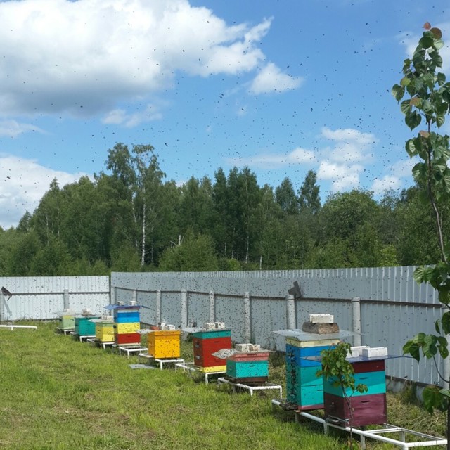  про пчел в завершение сезона