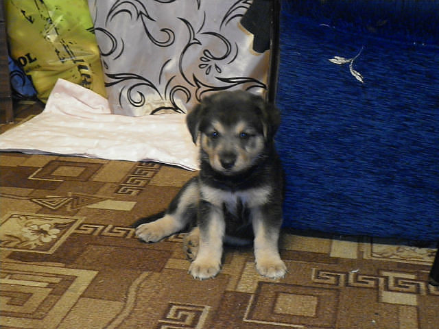 комочек счастья