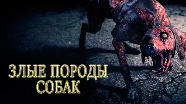 Собаки, которых стоит опасаться!