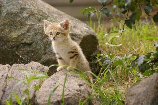 Котенок с большими ушами