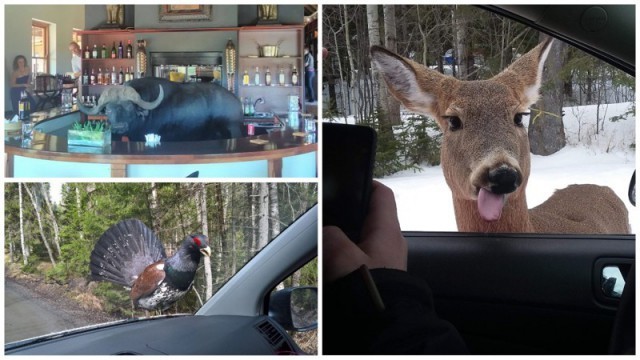 Иногда встречи с животными бывают очень неожиданными