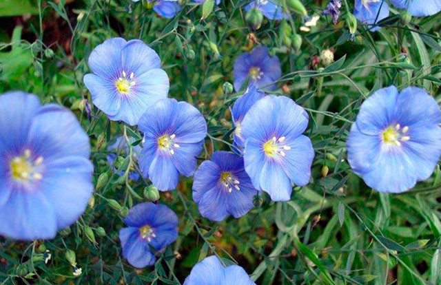 Лекарственные растения России