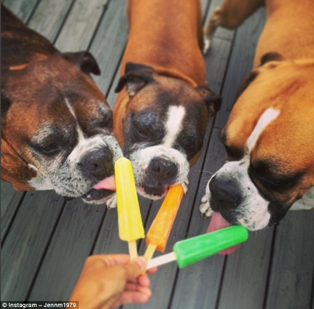 Собаки, которые провели лето лучше, чем многие из нас