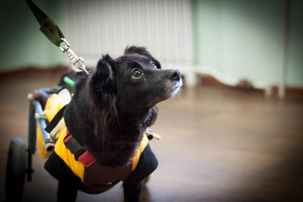 7 лет собака-инвалид ждет любящих хозяев