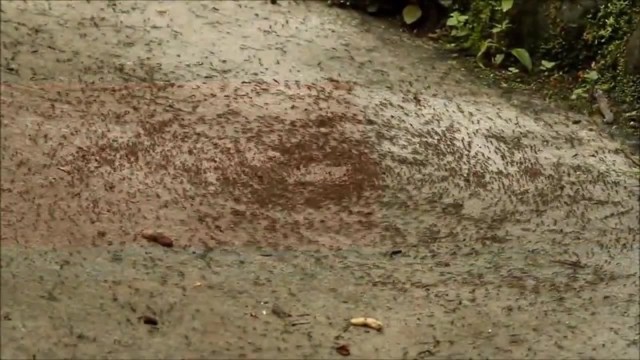 Почему муравьи маршируют по кругу, пока не умрут